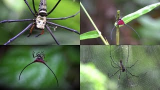 Spiders from Kaeng Krachan Thailand 4K 25P [upl. by Morse753]