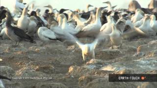 Thousands of seabirds take to the sky [upl. by Emili]