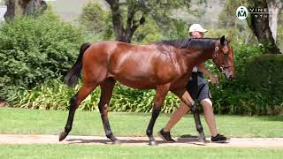 LOT 63  STREET BOSS x WHELK COLT [upl. by Lemuel664]