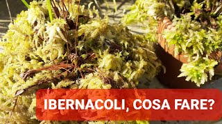 193💥DUE REGOLE PER LA GESTIONE DI DROSERA E PINGUICOLA IN IBERNACOLO INVERNALE  ILPIGLIAMOSCHE💥 [upl. by Yehs]