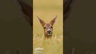 Roe deer looks out a golden wheat field in summer wildlifephotoghraphy naturephotography animals [upl. by Manoop]