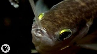 Archerfish SaysquotI Spit in Your Facequot  Deep Look [upl. by Ande340]