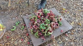 Comiendo Guamúchiles En Romero De Guzmán [upl. by Anaibaf]