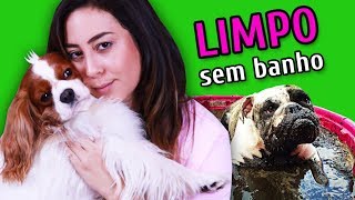 COMO MANTER O CACHORRO LIMPO SEM DAR BANHO [upl. by Ecnar]