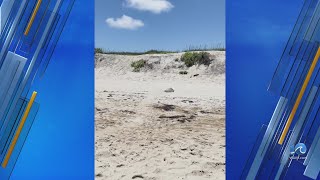 Kemps ridley sea turtle nesting at Cape Hatteras [upl. by Magnusson]