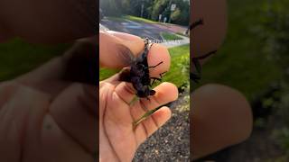 Caught a giant Black Horse Fly insectsbugspidertarantulaanimalsarachnidfypinvertebrates [upl. by Cirde]