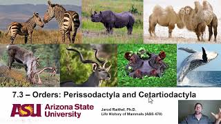 Lecture 73Orders Perissodactyla and Cetartiodactyla [upl. by Rases]