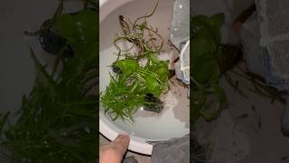 New DIY Fish Pond 😍 Aquatic Plants  Without Fertilizer [upl. by Nednal]