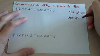 Ejercicio Transcripción de una cadena de ADN a ARNm [upl. by Alaet]