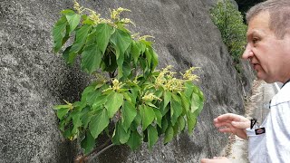 Mallotus the plant to wrap your food [upl. by Ettore421]