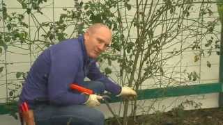 How To Prune Your Climbing Rose [upl. by Are]