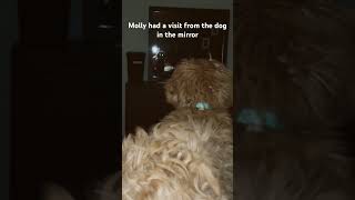 Whose that doggy in the mirror narcolepsy goldendoodle funny cute bedtime puppy trending [upl. by Murrell]