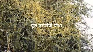 whole parasite plant cuscuta। अमरबेल [upl. by Srevart]