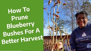 How To Prune A Blueberry Bush  Pruning A Blueberry Bush [upl. by Amihc]