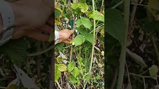 How to prune raspberries [upl. by Lathe]