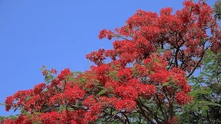 4K Awesome Flower of Fire কৃষ্ণচূড়া ফুল Krishnachura Delonix Regia Flame Tree [upl. by Eellah]