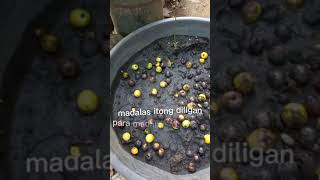 Simple and easy step of planting Gmelina tree [upl. by Esinwahs]