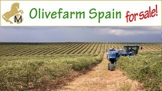 for sale Spain Andalusia Sevilla Olivefarm Cortijo  Spanien Andalusien Olivenfarm zu verkaufen [upl. by Sudnak]