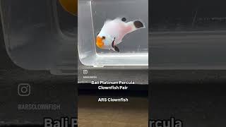 Bali Platinum Percula Clownfish Pair Available WYSIWYG clownfish saltwateraquarium fish [upl. by Ecinehs]