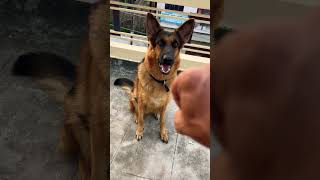 German Shepherd dog barking  gsd dog barking  dog barking  puppy barking [upl. by Aicella]