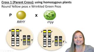 How to do a dihybrid cross  the short way and the long way [upl. by Ezeerb220]