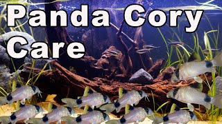 Panda Cory Catfish Care A GREAT Addition to a Community Aquarium [upl. by Enyrehtak]