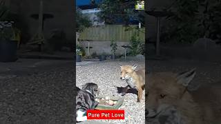 The cat🐈 ate supper and the fox 🦊 came uninvited pets cute cat fox uninvited shortsfeed short [upl. by Salakcin]