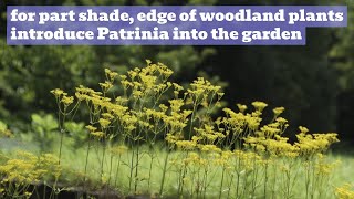 Patrinia Showcase  Good Perennials for Shade Part Sun or Edge of Woodland [upl. by Neleb432]