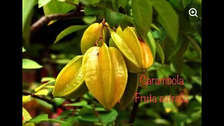 El Árbol de Carambola La fruta Estrella Propiedades y beneficios Germinar Carambola [upl. by Olson419]