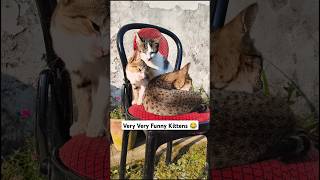 Very Very Funny Kittens 🤣 cat cute meow cat lover viral shorts viral [upl. by Brockwell]