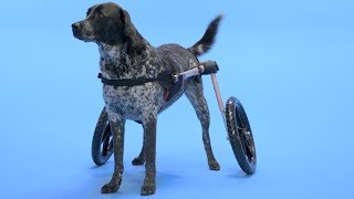 How to Measure Your Dog for Handicapped Pets Wheelchairs  Chewy [upl. by Elirpa]