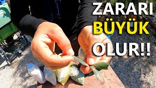 Zeytinde Akar Zararı ve Kontrolü [upl. by Favrot]