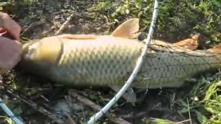 Carp fishing on Grand River Ontario [upl. by Eyllek]