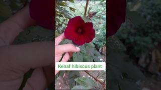 Kenaf hibiscus plant  flowers  kanta jobalovely  short video [upl. by Dusza]