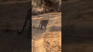 Leopard in Okonjima wildlifeofafrica africasafari namibiasafari okonjima [upl. by Artinahs]