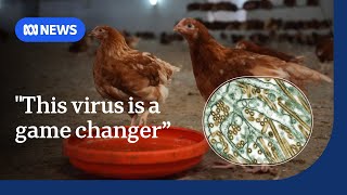 Experts fear the worst is yet to come if the H5N1 strain of bird flu arrives in Australia  ABC News [upl. by Goldwin]