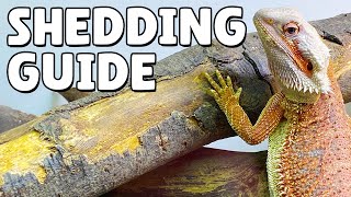 What To Do When Your Bearded Dragon Is Shedding [upl. by Aicilf]