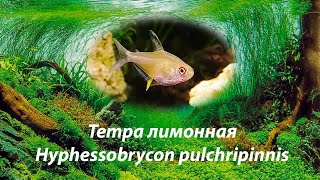 Тетра лимонная  Hyphessobrycon pulchripinnis [upl. by Hesky]