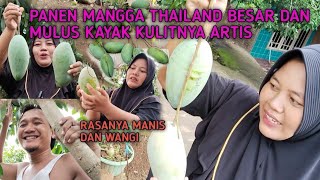 PANEN MANGGA THAILAND DI DEPAN RUMAH BAUNYA HARUM DAN RASANYA MANIS DAN WANGI BANGET BIKIN NAGIH [upl. by Netsriik302]