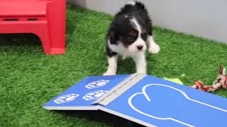 Cavalier King Charles Spaniel Puppy Missy SD 480p [upl. by Layap632]