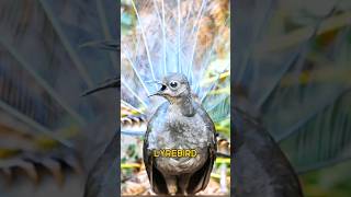 lyrebird  the mimicking bird [upl. by Anaejer]