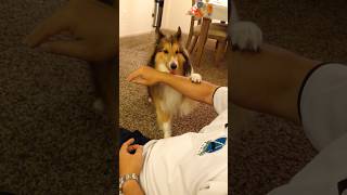 Watch This Dog Master Kung Fu Skills 🐶🥋 [upl. by Barbaraanne]