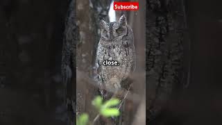 Hooting secrets Why Owls outsmart Eagles🦉viraltrendingfactsshortsanimalsfactswildwondersfact [upl. by Sicnarf]