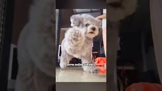 The vengeful pooch shortvideo shorts dog funny cute [upl. by Hamnet]