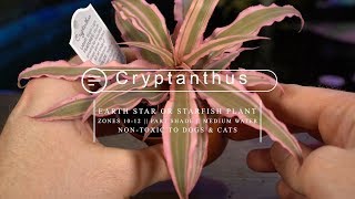 Cryptanthus Bromeliad Care  Earth Star Starfish Bromeliad [upl. by Mik873]