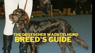 Deutscher Wachtelhund Dog Breed Information [upl. by Renwick240]