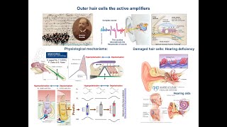 Outer hair cells amp Inner Ear  Cochlear Amplification Mechanisms [upl. by Eittak]