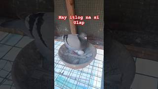 May Itlog na Ang Kalapati na Off Color Winner Shorts7 kalapati pigeon kalapatids pigeonracing [upl. by Phillipe]