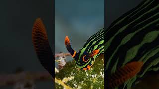 Nembrotha shapes and colours nudibranch seaslug underwater bugdreamer [upl. by Heisser]