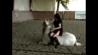 Have the Perfect Horse with Cynthia Royal [upl. by Catrina]